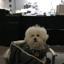 아투스 | 아투스모멍트 무우백 실사용 후기｜가벼운 강아지 이동가방 무우펫백 추천