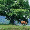 정자나무아래 이미지