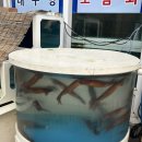 묵호어판장 | 묵호 오징어회 맛집 묵호어판장 포장 후기 동해 묵호 맛집 추천 : 주차 영업시간 메뉴