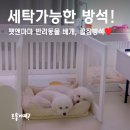 멍꿀잠 | 펫앤마마 강아지방석 추천 :: 전체 세탁 가능한 꿀잠 방석 후기