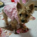 마리애견 이미지