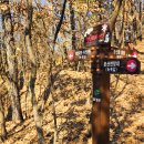 강정보 녹색길 이미지