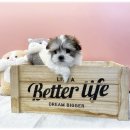 켄넬퀸비 이미지