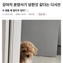 강아지 분양사기 당한 것 같다는 디시인 이미지