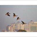 윤순영