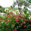 꽃님이네 이미지