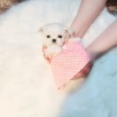 탑켄넬 이미지