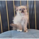 행복한강아지 이미지