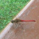 고추잠자리호텔 이미지