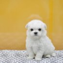 아이러브펫 동물병원 이미지