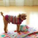 쿠마쿠마 이미지