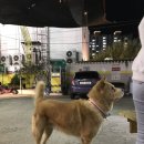 개진주유소 이미지