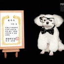 동물사랑애견샵 이미지