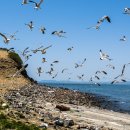 선유도 괭이갈매기 Black-tailed Gull 이미지