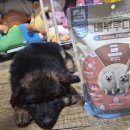 부루 | 강아지 알레르기 사료, 눈물사료 추천 | 기호성 좋은 배부루다 연어 황태 사료 후기