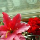 일광농장 이미지