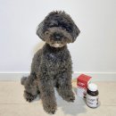 엄마손 동물병원 | 강아지관절영양제 기호성 좋은 '페노비스 인캡슐 글루코사민' 급여 후기