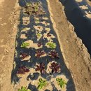 심해용농장 | 주말농장 상추 심기 대파 심는 방법 당근싹 확인 봄텃밭 가꾸기 후기