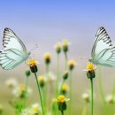 퓨퍼(PUPA) 이미지