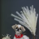 아모르디 이미지