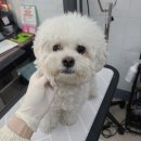 러블리 멍멍이 이미지