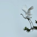 학-비상 이미지