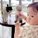 강아지풀 | <견묘당>-별 거 없어도 아이가 좋아하는 고양이 카페 🐈‍⬛ _동물 카페 특유의 냄새 후기