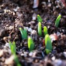 봄에새싹 이미지