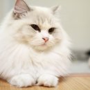 랙돌캐터리올리비아 이미지