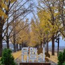 10월29일(일),11월4일(토)아산곡교천 은행나무길과 독립기념관 단풍나무 숲길 이미지