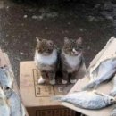 생선가게 이미지