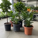 성의농장 2 | 개업화분 배달, 종류, 추천! 관리 쉬운 화분만 골라드려요