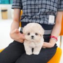 부산강아지분양 테디럽 명지본점 | 김해강아지무료분양 테디럽 선택하게 된 계기