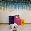 달콤하개 이미지