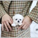 아이퍼피 이미지