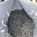 에버크린 | 다묘가정에서 써본 에버크린 엑스트라 프레쉬 솔직 후기