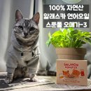 스푼풀 고양이 오메가3 영양제 급여 후기