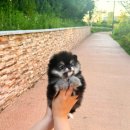 아르르펫 이미지