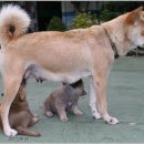 복실강아지 이미지