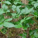 새싹농장 이미지