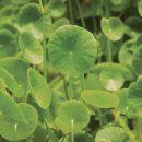 세영약국 이미지