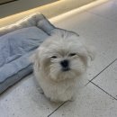 그루밍부스 이미지