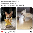 트리밍아유 | Chihuahua