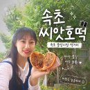 찹쌀호떡 | 속초 중앙시장 먹거리 남포동 씨앗호떡 다양한 맛으로 변신한 찹쌀호떡 후기