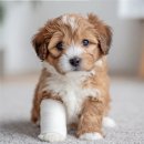 강아지분양 고양이분양 멍앤냥 수원점 | 강아지분양 고양이분양 멍앤냥 수원점에서 마음 편히 아이를 만나볼 수 있었네요