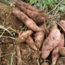 춘천명물닭갈비막국수 이미지