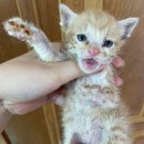 성진동물병원 이미지