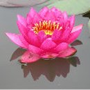 학천1리 Daum카페