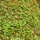 선향농장 이미지