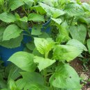 대성설피펜션 이미지